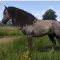 Cómo recuperar a tu caballo Pebbles gratis en Kingdom Come: Deliverance 2