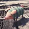 Gdzie znaleźć Poogie w Monster Hunter Wilds