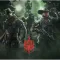 Siege Doktor's Curse 2025: Everything You Need to Know