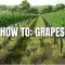 Farming Simulator 25: How to Grow and Sell Grapes