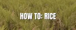 Farming Simulator 25: How to Grow and Sell Rice